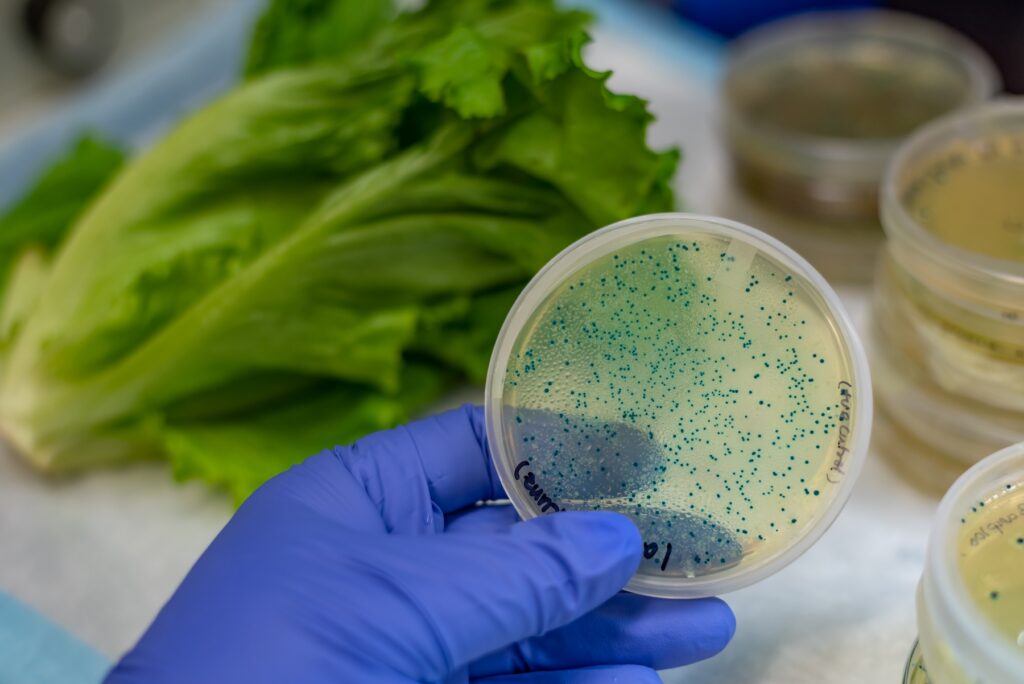 Close up of backteria in petri dish that came off of fresh lettuce